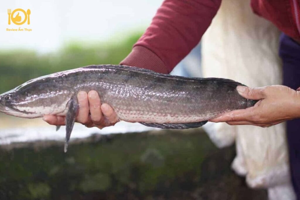 Cách nấu cá lóc nướng trui ngon miệng, thơm lừng 6 ca-loc-nuong-trui-4