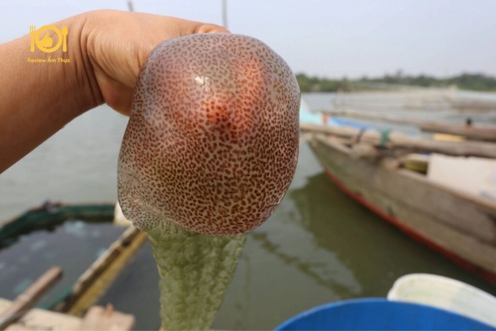 Con nuốc Huế - Món ăn gây bão mạng xã hội có gì đặc biệt? 10 Hành trình đánh bắt Nuốc của người dân xứ Huế