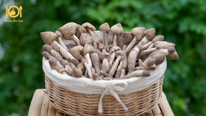 Nấm mối xào thịt bò - Món ngon đậm đà lôi cuốn mọi vị giác 11 nam-moi-xao-thit-bo-6