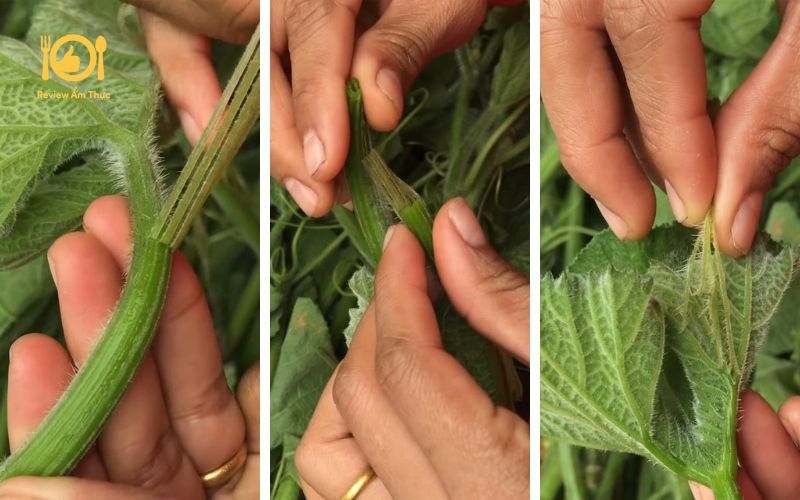 Bí quyết làm món rau bí xào thịt bò tươi xanh, ngon miệng tại nhà 15 rau-bi-xao-thit-bo-5