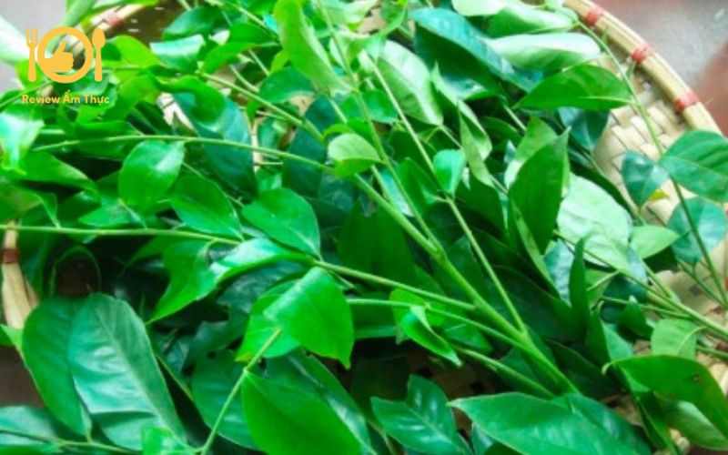 Cách làm gà nướng lá mắc mật bằng nồi chiên không dầu đơn giản 19 Lá mắc mật là gì? Mua ở đâu?