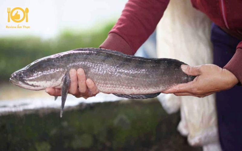 Tham khảo cách làm món cá lóc nướng mỡ hành thơm ngon nhất 12 cá lóc nướng mỡ hành