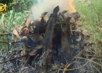 cá lóc nướng rơm