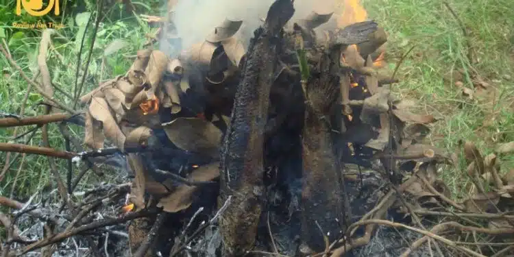 cá lóc nướng rơm