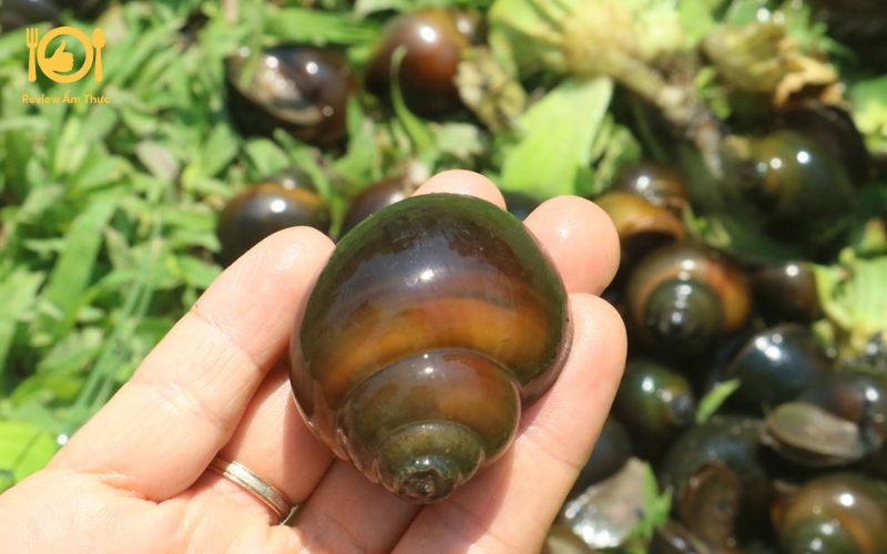 Cách làm ốc nhồi thịt nướng đơn giản, dễ dàng và ngon tại nhà 11 cách làm ốc nhồi thịt nướng