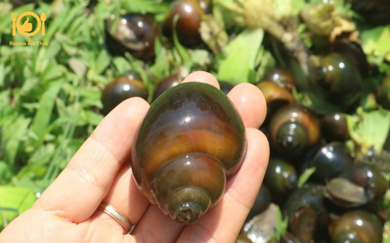 Bật mí công thức làm món ốc bươu nướng muối ớt ngon chuẩn vị 10 ốc bươu nướng muối ớt