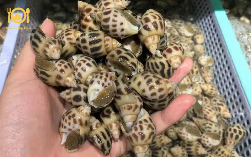 Bí quyết làm ốc hương nướng bơ tỏi thơm ngon và khó cưỡng 9 Ốc hương nướng bơ tỏi