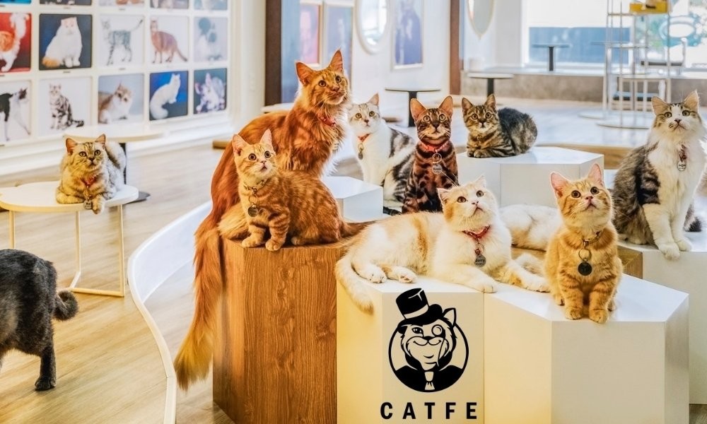 Các giống mèo nổi tiếng tại CATFE Coffee thu hút thực khách đến vui chơi