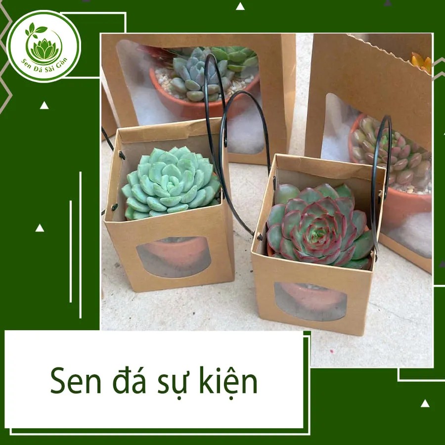 Khám phá thế giới sen đá: Từ đặc điểm đến bí quyết chăm sóc tối ưu 13 Sen đá được đóng gói làm quà tặng sự kiện