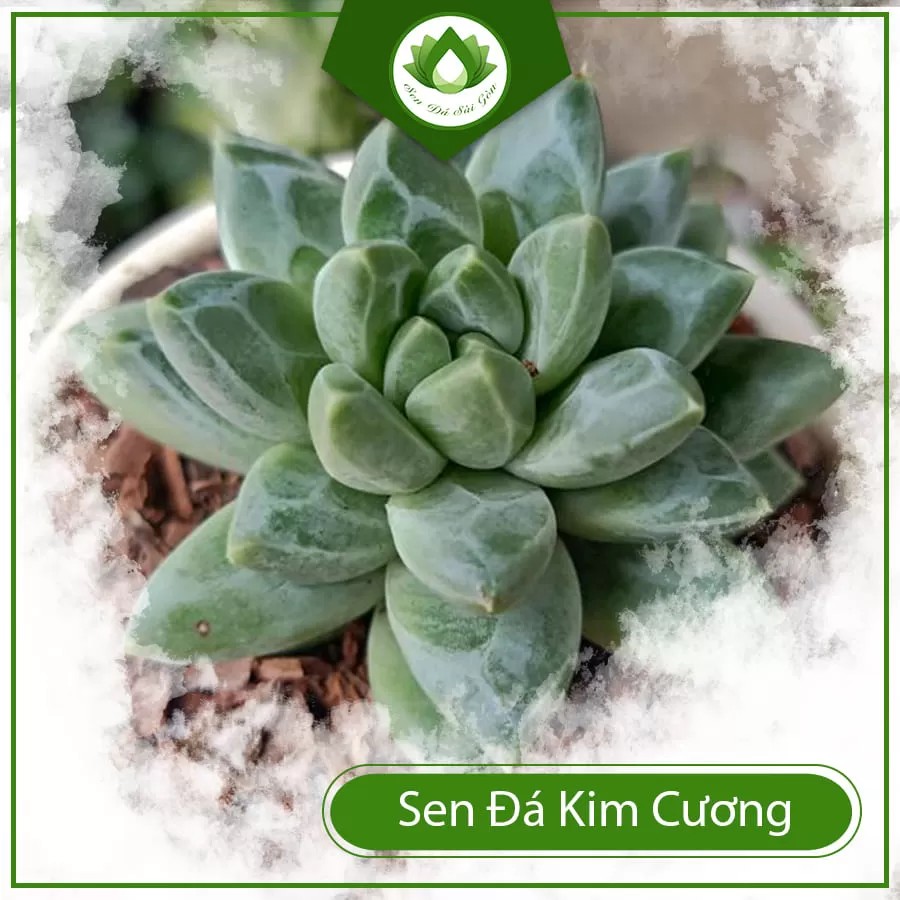 Khám phá thế giới sen đá: Từ đặc điểm đến bí quyết chăm sóc tối ưu 9 Sen đá kim cương với lá mọng nước lấp lánh
