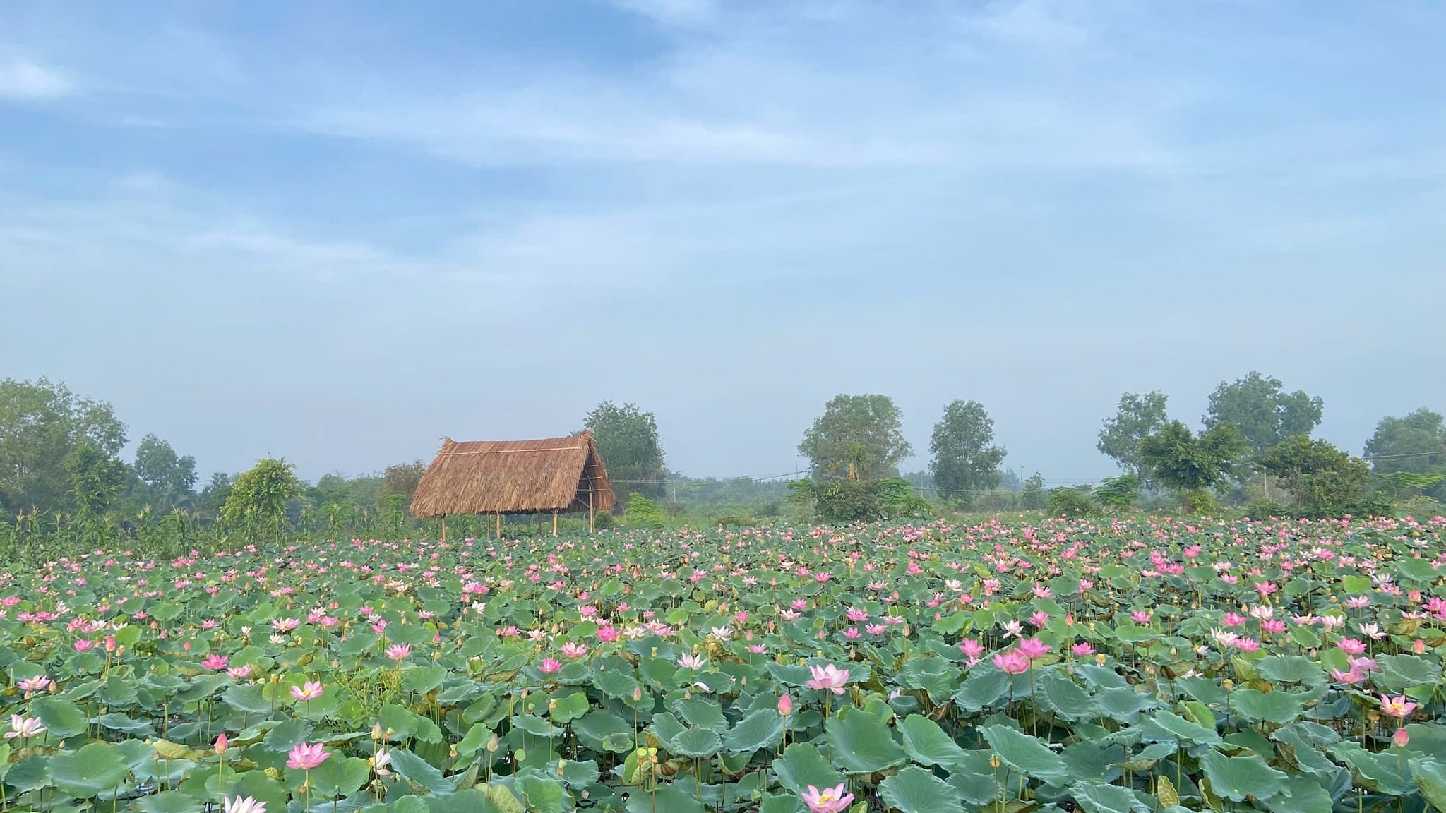 Khám Phá Top 12 Khu Du Lịch Sinh Thái TPHCM: Thiên Đường Xanh Giữa Lòng Đô Thị 15 Khung cảnh đẹp, yên bình tại đầm sen Tam Đa