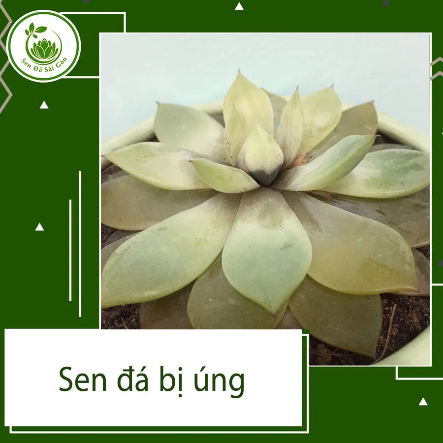 Khám phá thế giới sen đá: Từ đặc điểm đến bí quyết chăm sóc tối ưu 12 Dấu hiệu nhận biết sen đá bị úng nước