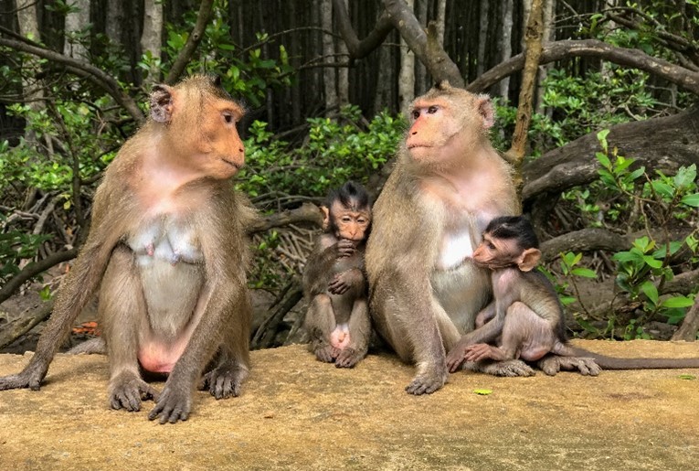 Khu Dự Trữ Sinh Quyển Rừng Ngập Mặn Cần Giờ: Viên Ngọc Xanh Của TP.HCM 8 Khỉ Đuôi Dài tại Khu Đảo Khỉ Cần Giờ