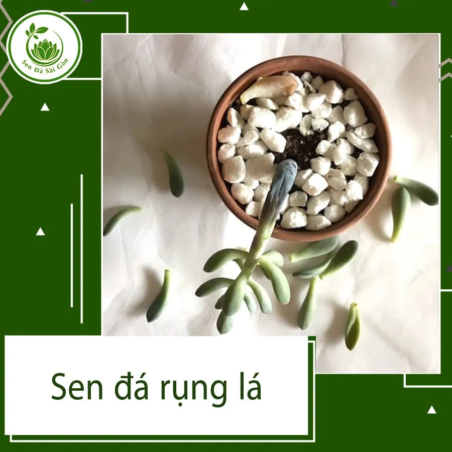 Khám phá thế giới sen đá: Từ đặc điểm đến bí quyết chăm sóc tối ưu 11 Cây sen đá bị rụng lá do thiếu ánh sáng