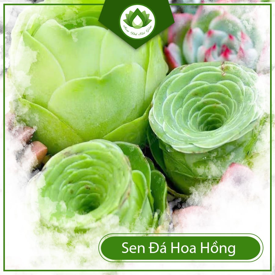 Sen đá hoa hồng khoe sắc trong nắng
