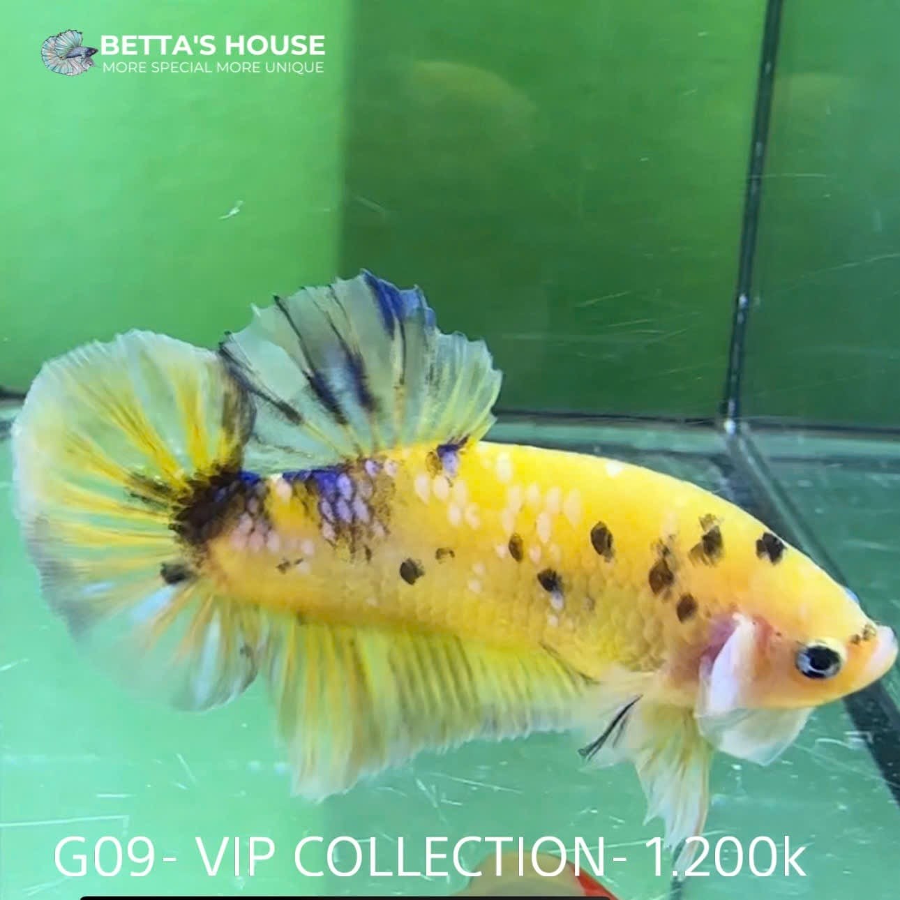 Cá Trống Koi Galaxy Giant Betta với kích thước ấn tượng