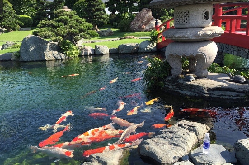 Công Viên Cá Koi Rin Rin Park: Vườn Nhật Bản Đậm Nét Giữa Lòng Sài Gòn 7 Những chú cá Koi đa sắc màu bơi lội đầy sức sống dưới mặt nước trong xanh