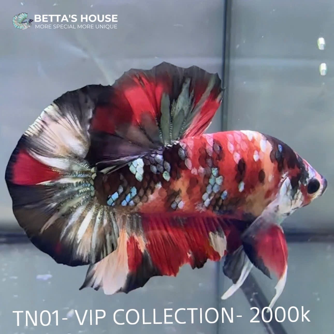 Khám Phá Vẻ Đẹp Quyến Rũ Của Cá Betta Koi Galaxy: Tuyệt Tác Dưới Nước 5 Cá Trống Nemo Koi Galaxy Betta với sự pha trộn màu sắc cam, đỏ, xanh
