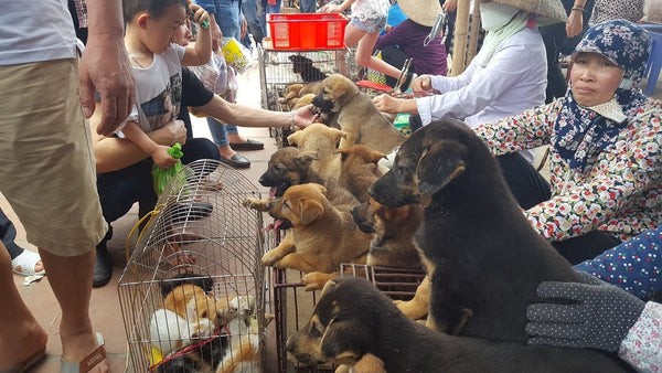 Một góc chợ bán chó mèo tấp nập tại Sài Gòn với nhiều lồng thú cưng