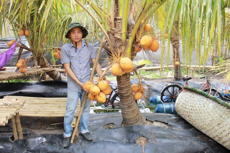 Khám Phá Quận 12: Những Địa Điểm Vui Chơi, Tham Quan Hấp Dẫn Không Thể Bỏ Lỡ 8 Những cây dừa với trái vàng cam độc đáo tại Vườn dừa 2 màu Quận 12