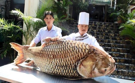 Cá hô khổng lồ nặng hơn 1 tạ được bảo quản lạnh