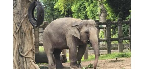 Thảo Cầm Viên Sài Gòn: Ốc Đảo Xanh Giữa Lòng Thành Phố và Di Sản Bảo Tồn 9 Voi Tom tại Thảo Cầm Viên Sài Gòn đang tương tác với môi trường