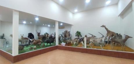 Thảo Cầm Viên Sài Gòn: Ốc Đảo Xanh Giữa Lòng Thành Phố và Di Sản Bảo Tồn 7 Bên trong Bảo tàng Động Thực vật cổ kính của Thảo Cầm Viên Sài Gòn
